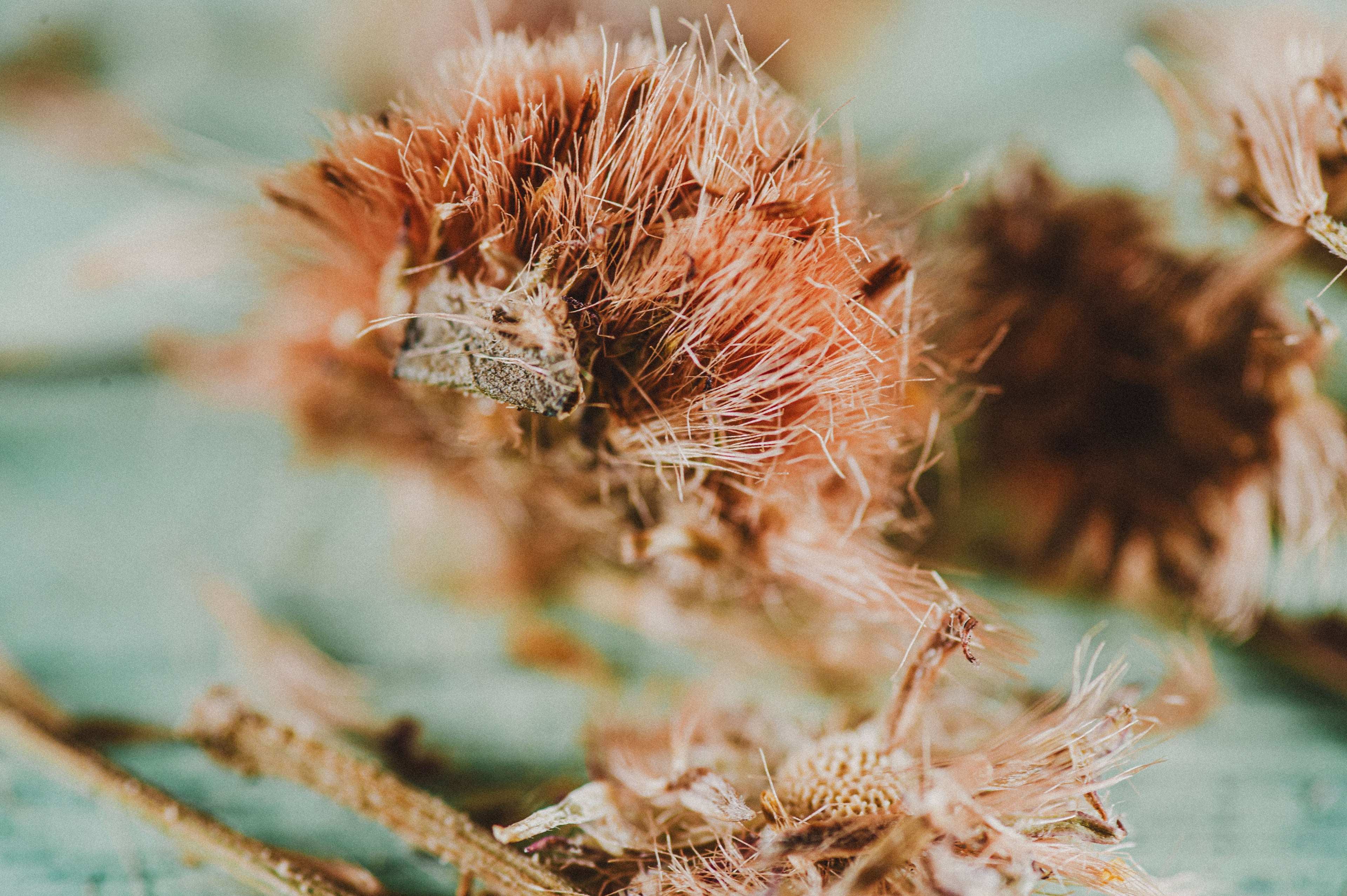 The Power of Arnica: Nature’s Medicine
